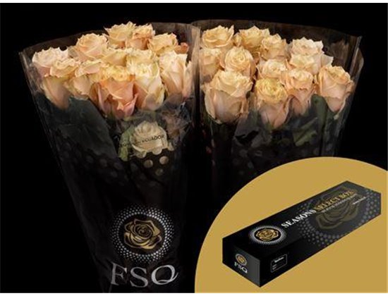 Vrtnica Champagner Box c2715