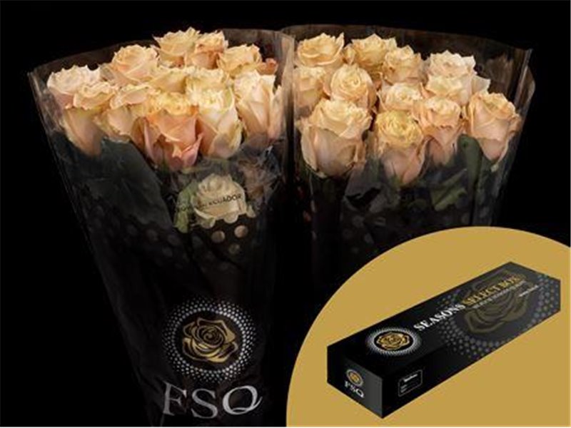 Vrtnica Champagner Box c2715