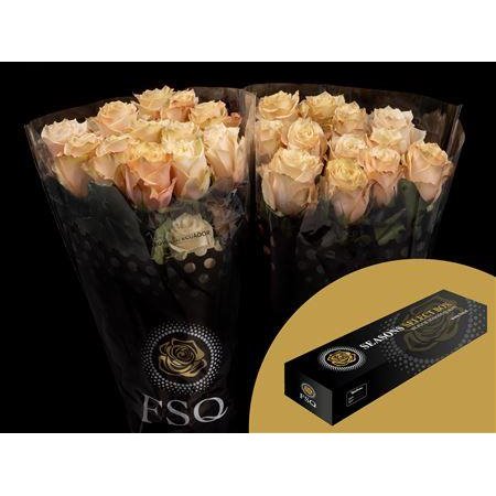 Vrtnica Champagner Box c2715