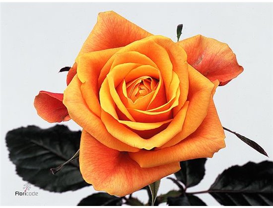 Vrtnica Cherry Brandy c2718