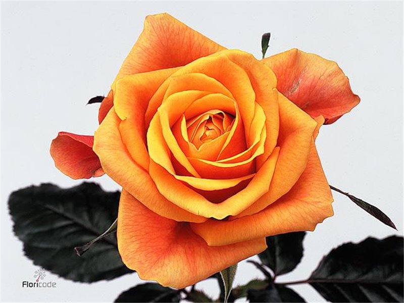 Vrtnica Cherry Brandy c2718