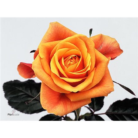 Vrtnica Cherry Brandy c2719