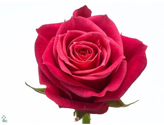 Vrtnica Cherry Carpe Diem c2721