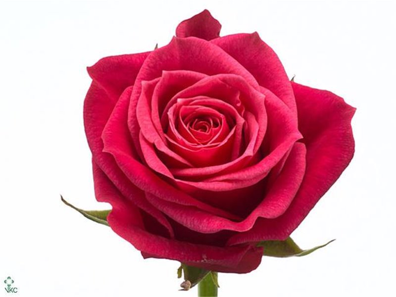 Vrtnica Cherry Carpe Diem c2721