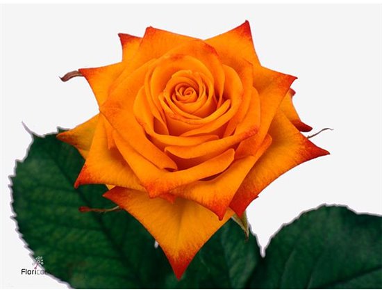 Vrtnica Christa Box c2725