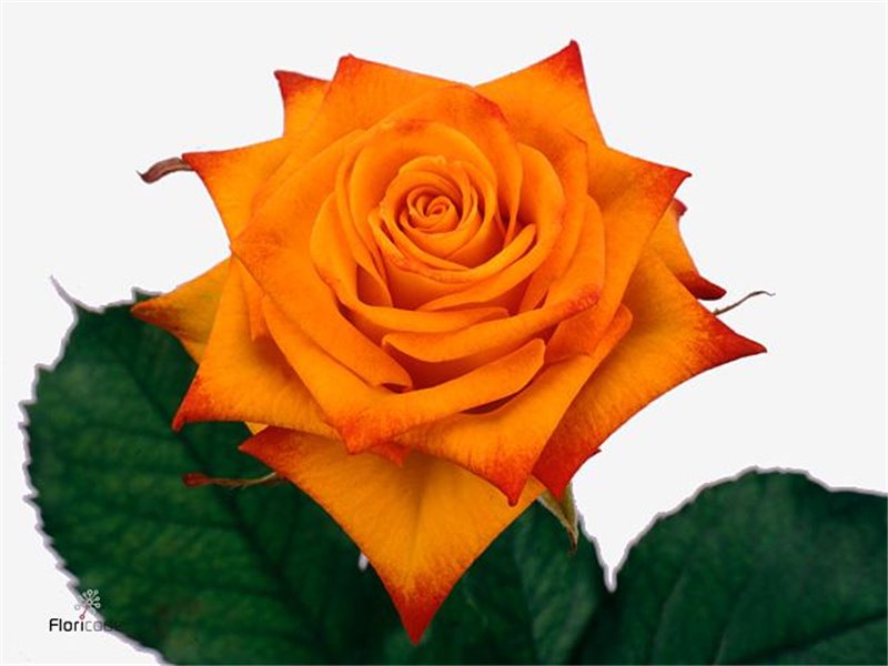 Vrtnica Christa Box c2725