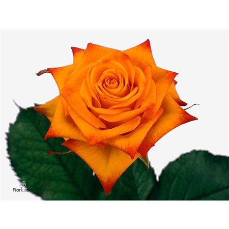 Vrtnica Circus Box c2727