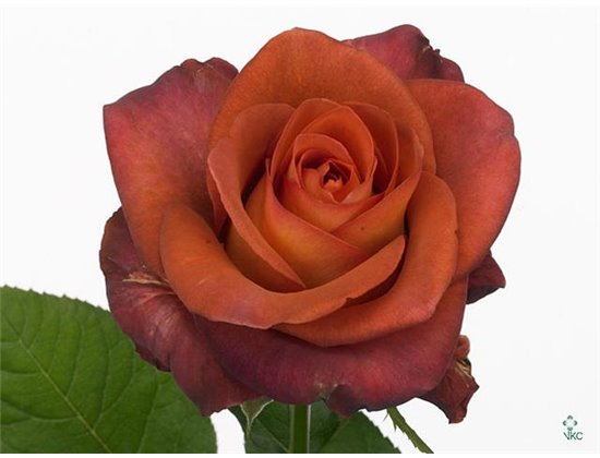 Vrtnica Coffee Break c2728