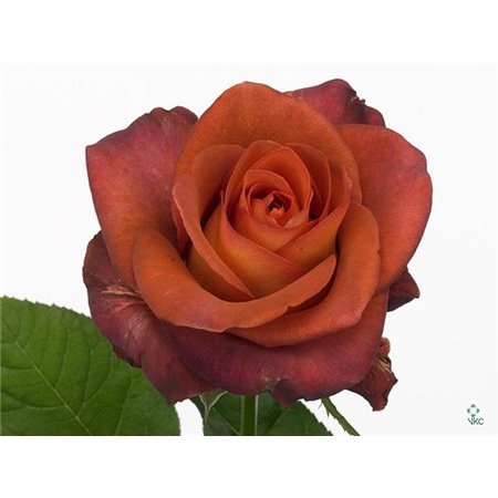 Vrtnica Coffee Break c2728