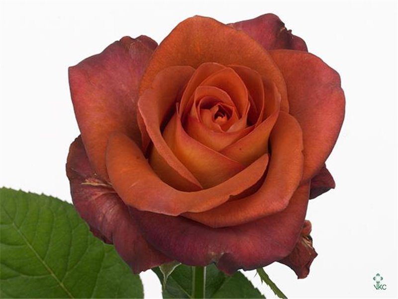 Vrtnica Coffee Break c2729