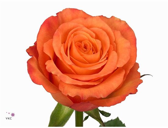 Vrtnica Confidential c2731