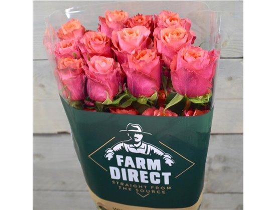 Vrtnica Constanza c2732