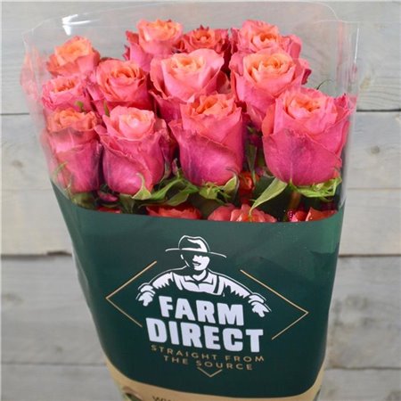 Vrtnica Constanza c2732