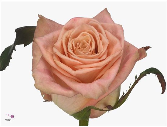 Vrtnica Cooldown c2739