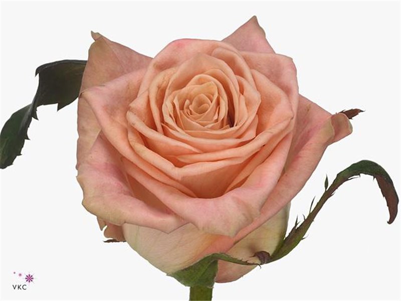 Vrtnica Cooldown c2739