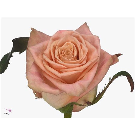 Vrtnica Cooldown c2739