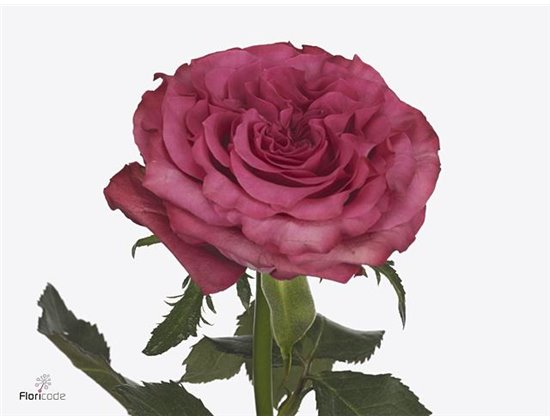 Vrtnica Country Blues c2747