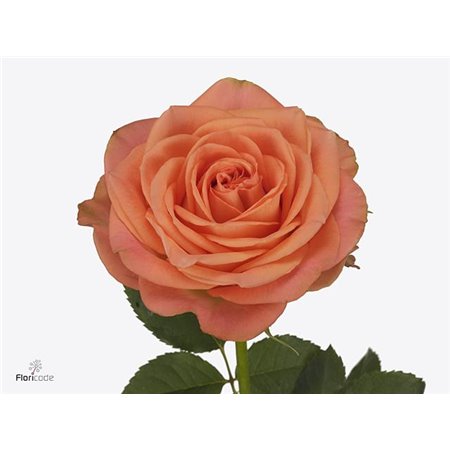 Vrtnica Country Home c2752