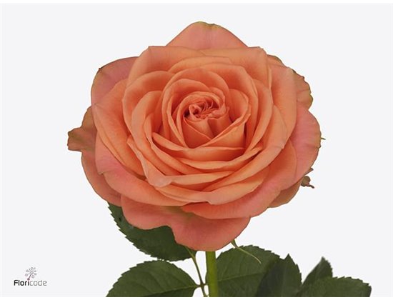 Vrtnica Country Home c2754