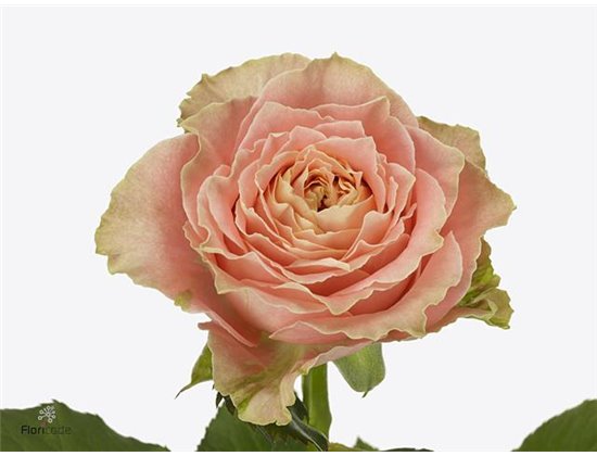 Vrtnica Country Louise c2757