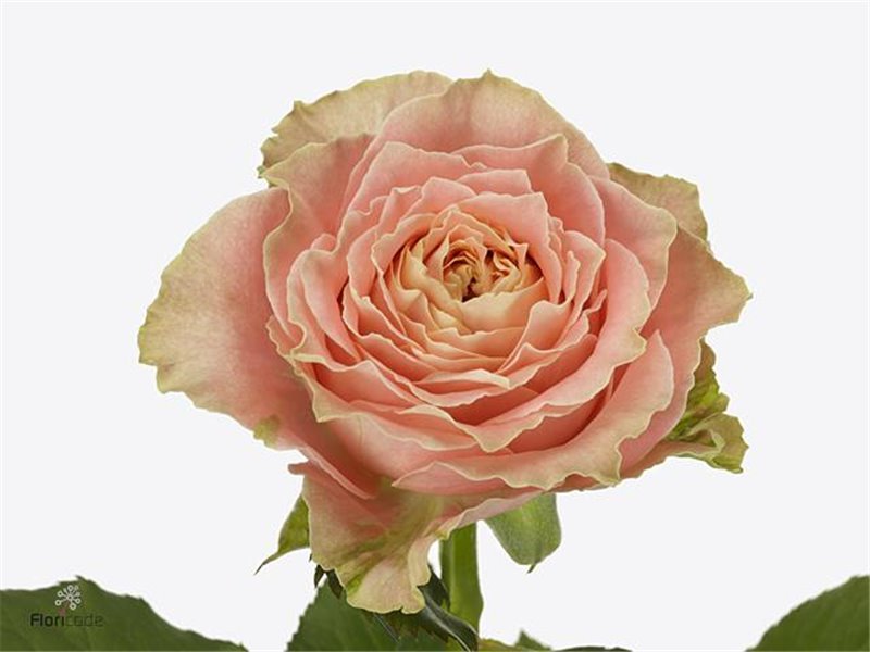 Vrtnica Country Louise c2757