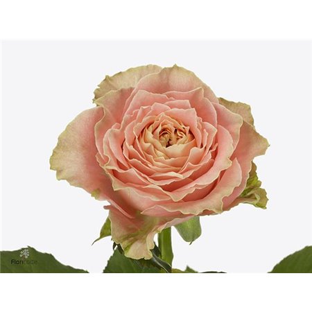 Vrtnica Country Louise c2757