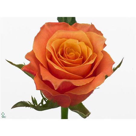 Vrtnica Cream Carpediem c2758