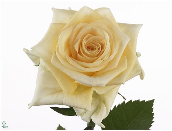 Vrtnica Creme De La Creme c2760