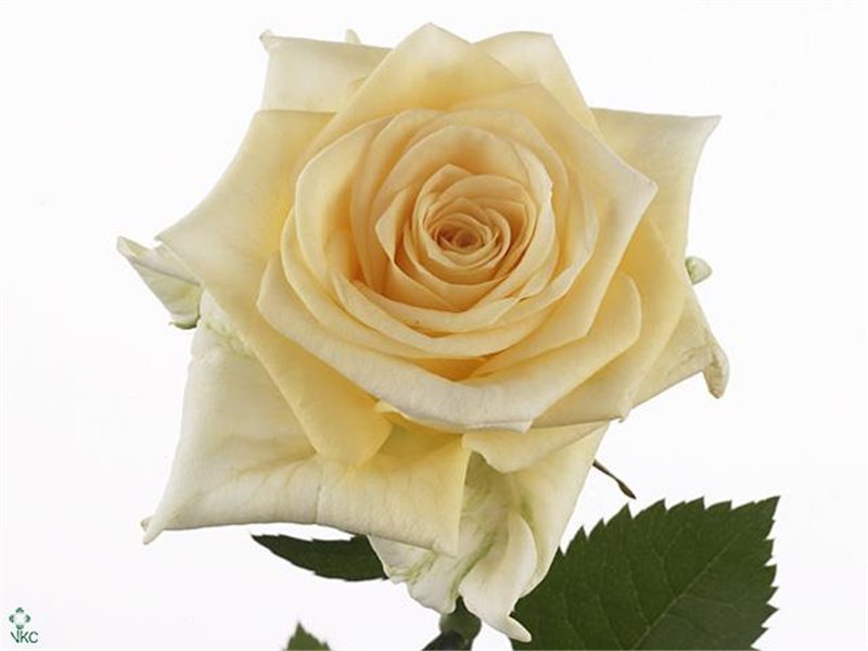 Vrtnica Creme De La Creme c2760