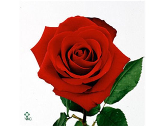 Vrtnica Dallas c2761