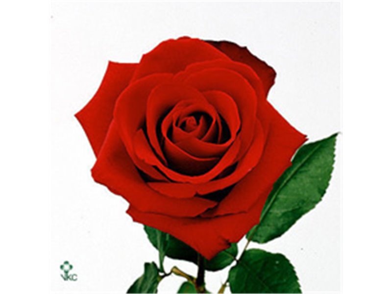 Vrtnica Dallas c2761