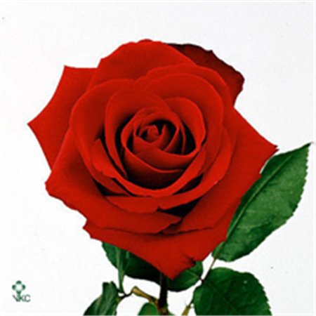 Vrtnica Dallas c2761