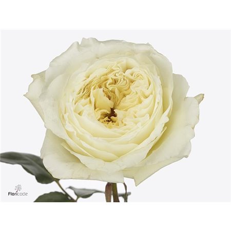 Vrtnica Dark X-pression c2762