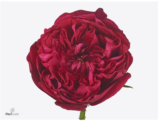 Vrtnica David Austin Patience c2763