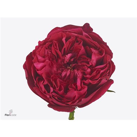 Vrtnica David Austin Patience c2763