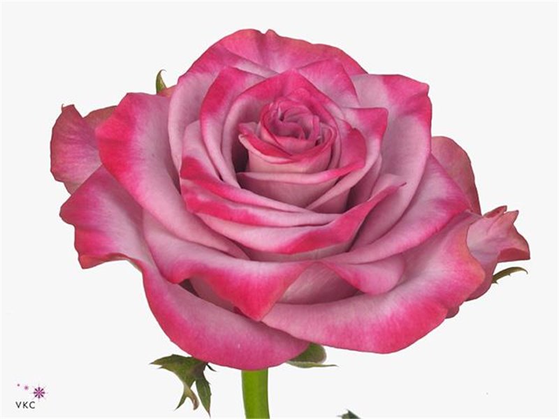 Vrtnica Deep Purple c2766