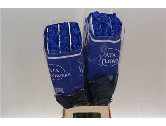 Vrtnica Dyed Mondial Blue c2769