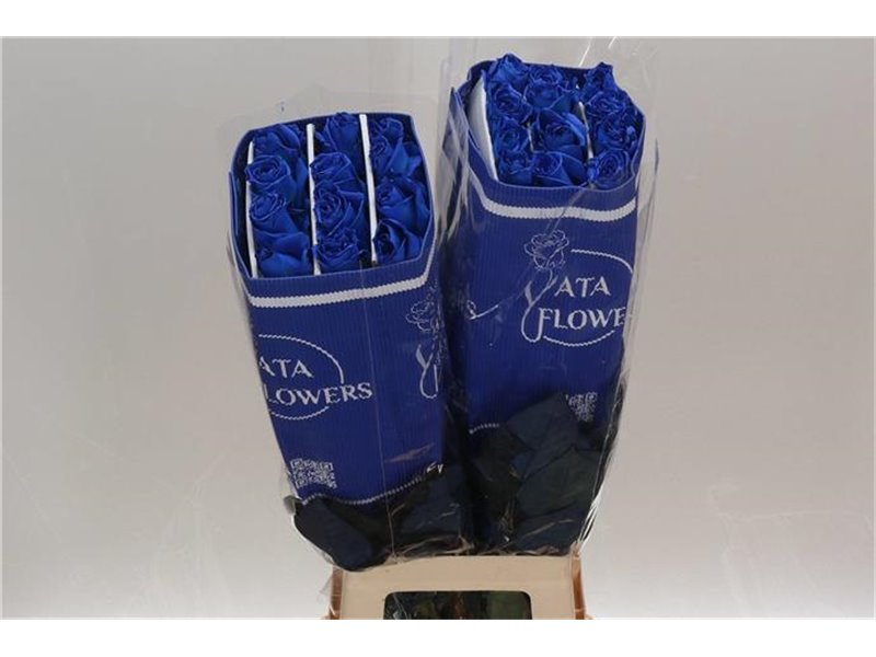 Vrtnica Dyed Mondial Blue c2769