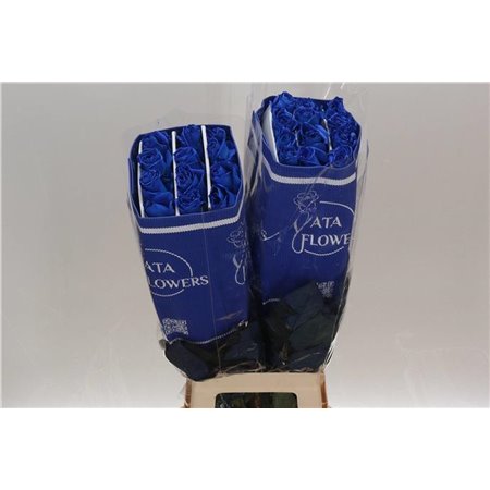 Vrtnica Dyed Mondial Blue c2769