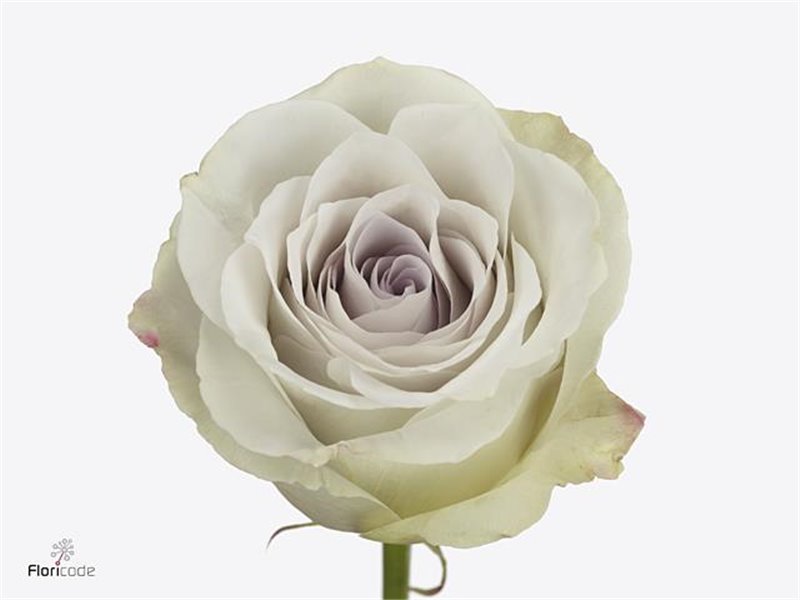 Vrtnica Early Grey c2772