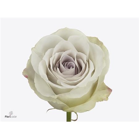 Vrtnica Early Grey c2773