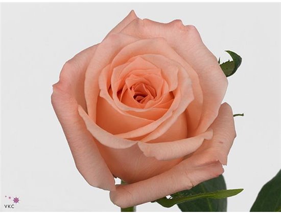 Vrtnica Engagement c2775