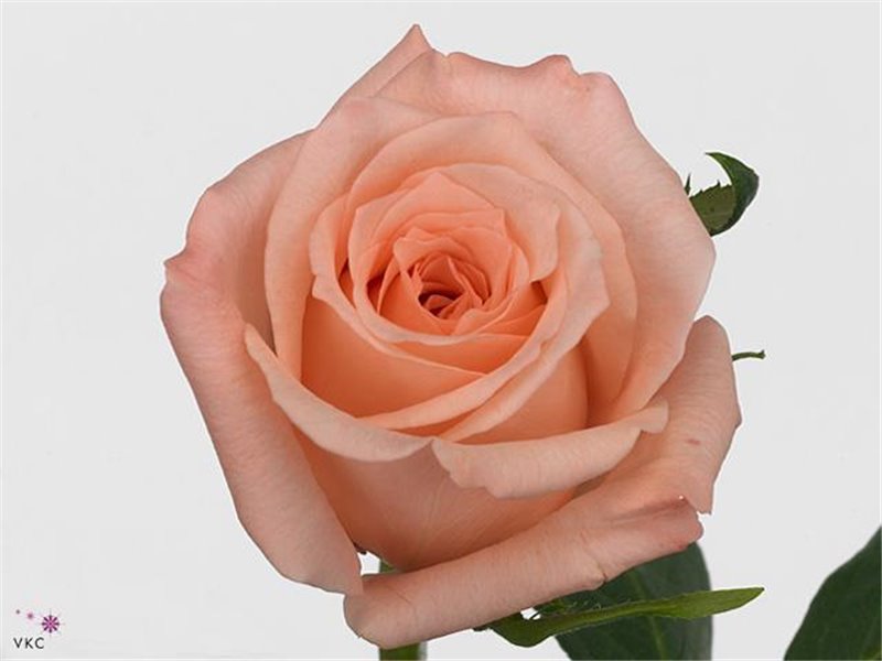 Vrtnica Engagement c2775