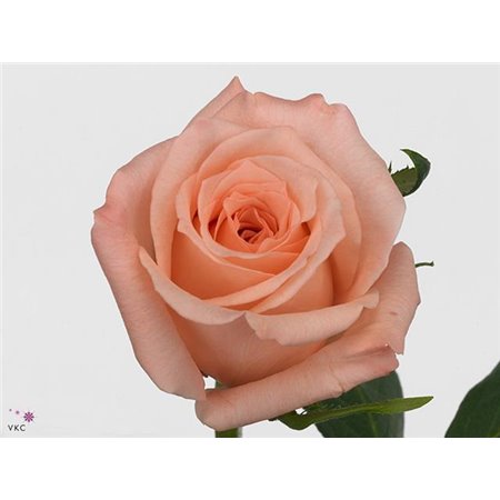 Vrtnica Engagement c2775