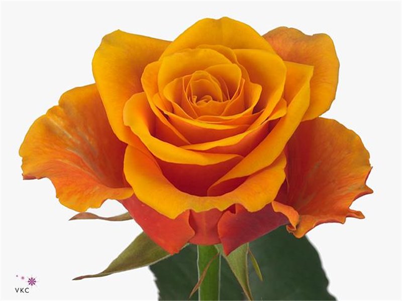 Vrtnica Espana c2777