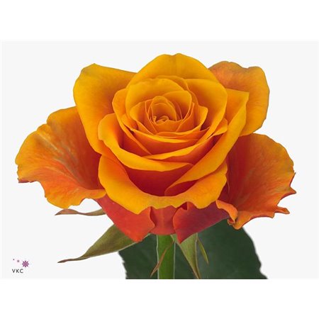 Vrtnica Espana c2778