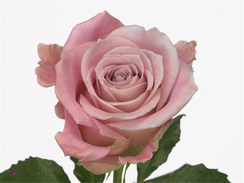 Vrtnica Faith Box c2799