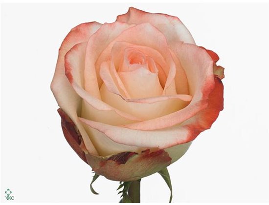 Vrtnica Farfalla c2801