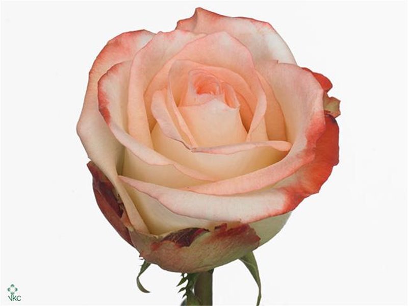 Vrtnica Farfalla c2801