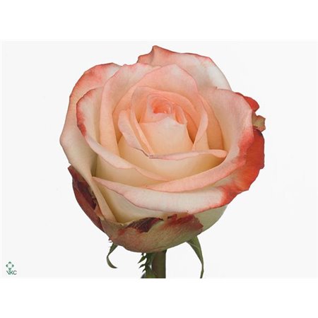 Vrtnica Farfalla c2801